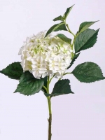 Hortensia JUMBO, ø25cm, 14lvs, 105cm